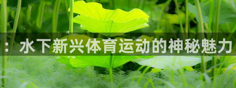 必一运动bsport体育